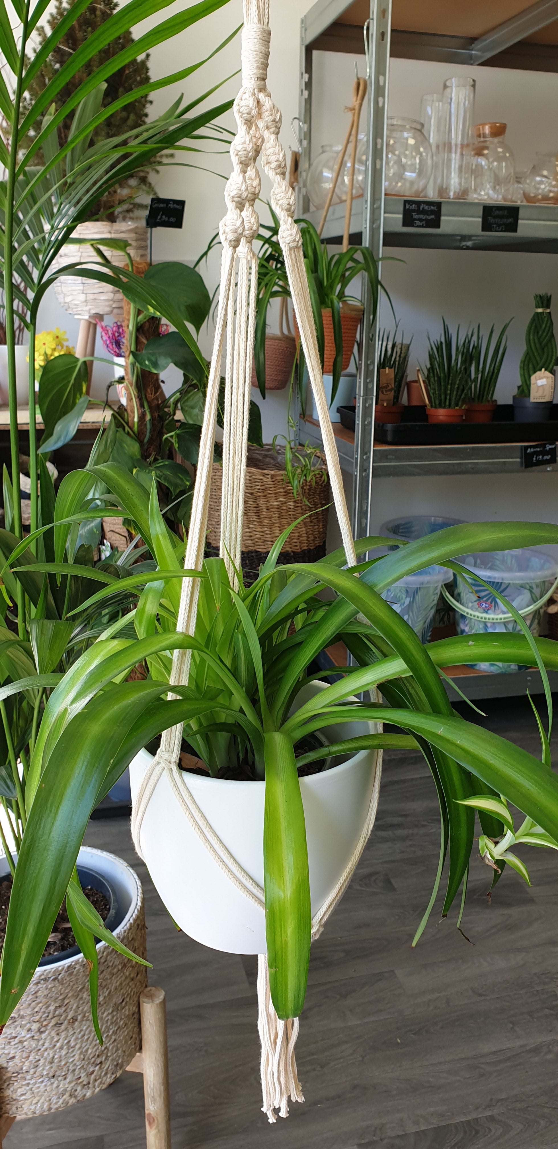 care of jade and angel pothos Pothos Pearls and Jade | Care Guide and Pro Tips - Delivery from Toronto  across Canada
