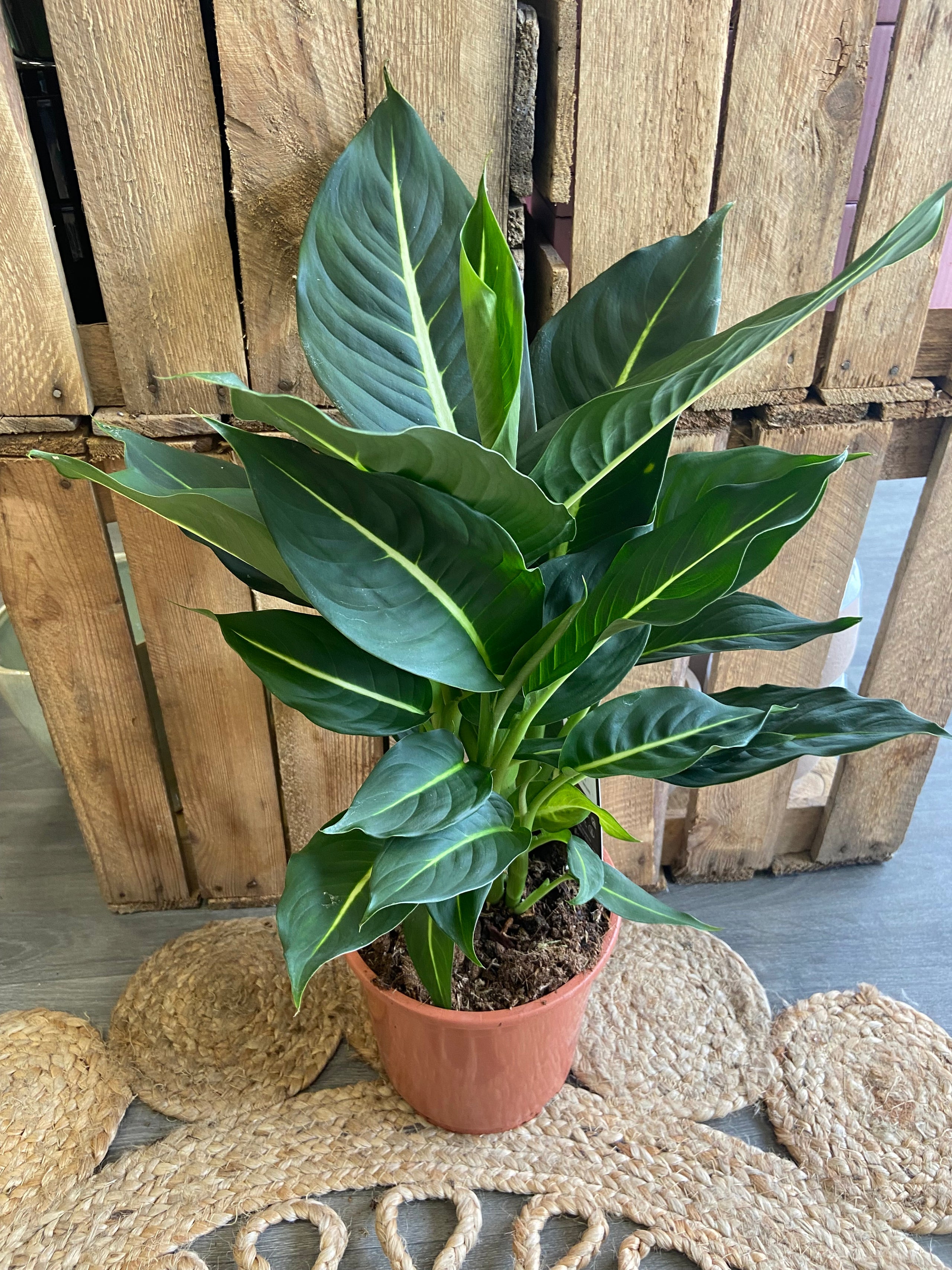 Dieffenbachia cheap green magic