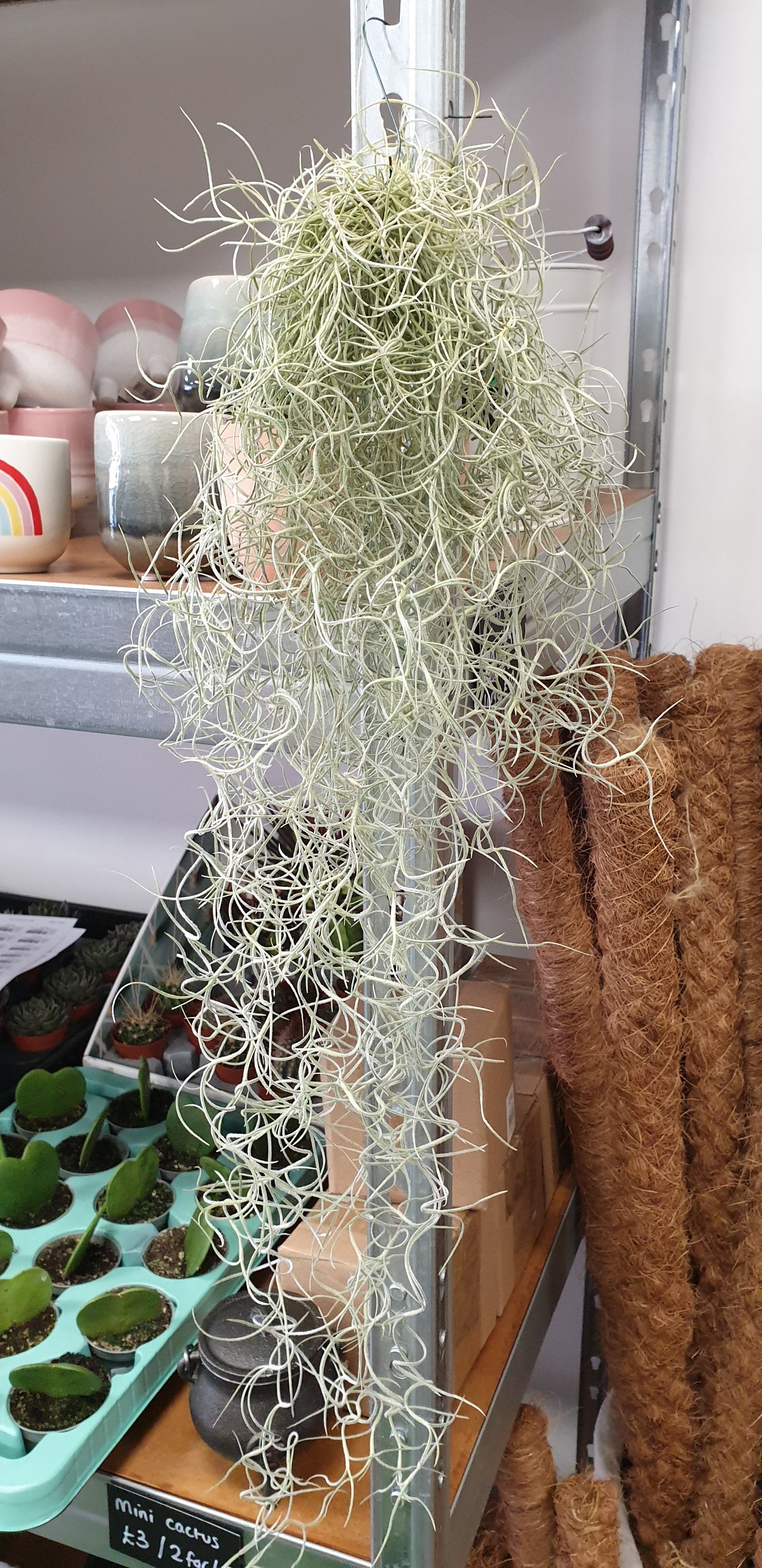 Spanish Moss Tillandsia Usneoides 50cm long Air Plant Plantopia