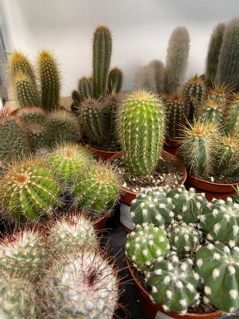 Cactus Mix 8.5cm Pot Indoor Cactus Plantopia The Plant Shop