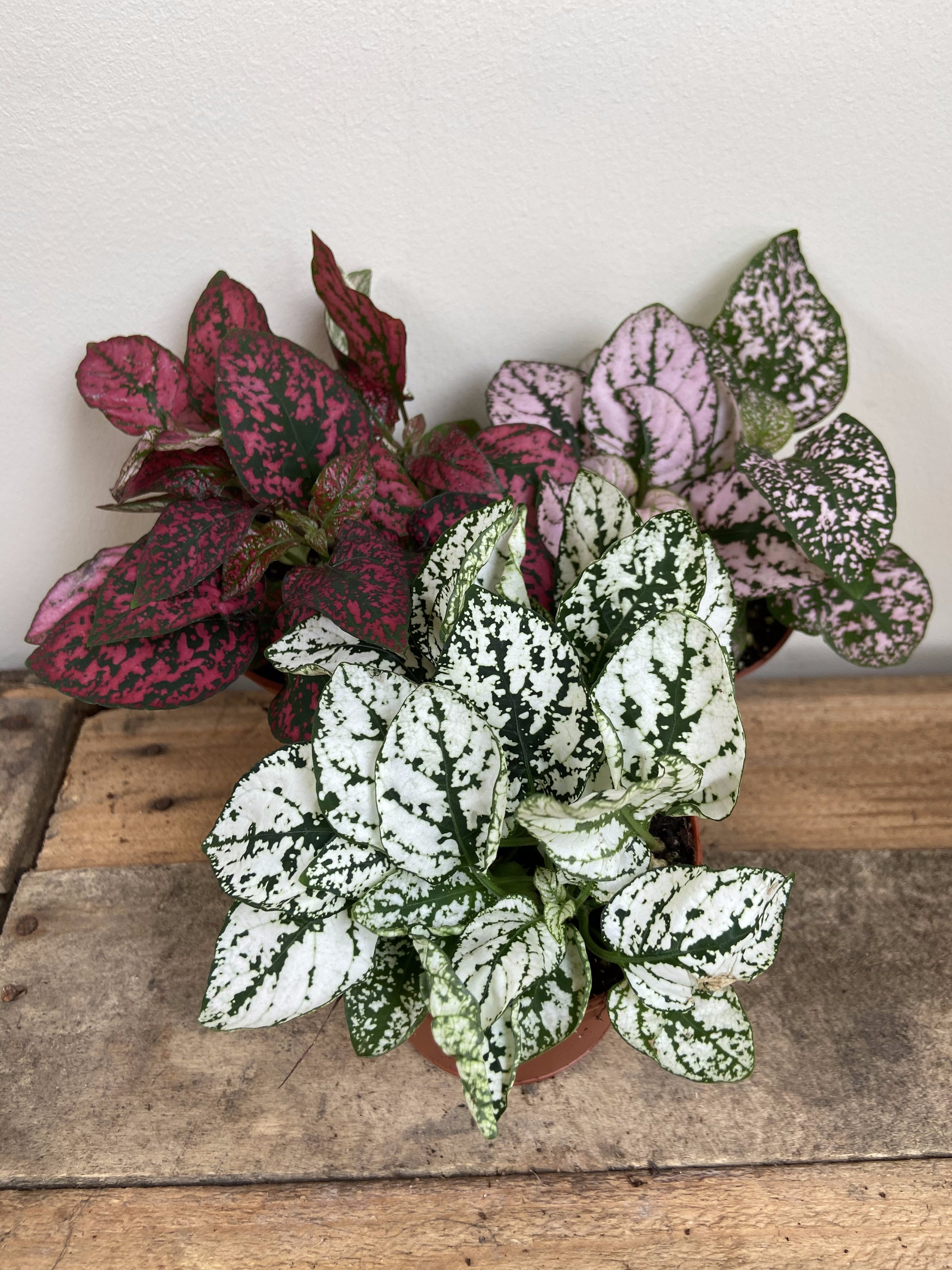 Hypoestes plant sales