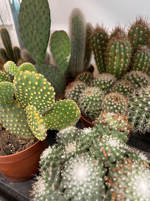 Cactus mix sale